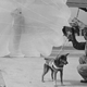 Illustration for article titled The Heroic Parachuting Dogs of D-Day